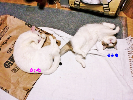 きぃね+るふな