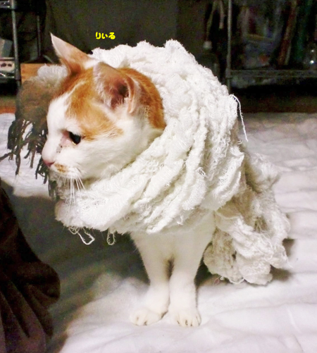 りぃる
