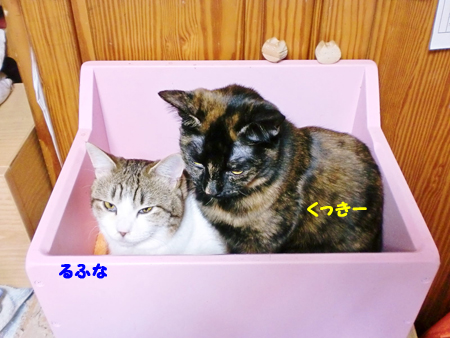 くっきー+るふな