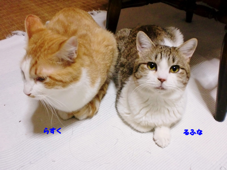 らすく+るふな