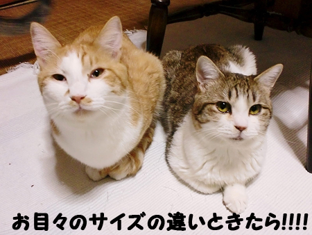 らすく+るふな
