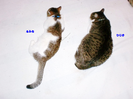 ひじき+るふな