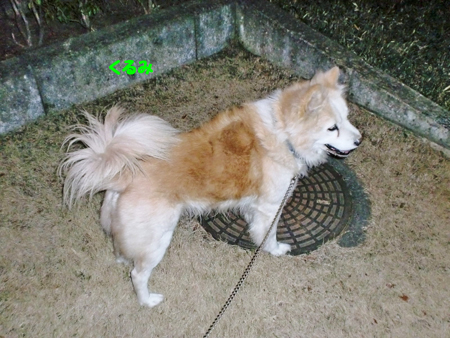 くるみ