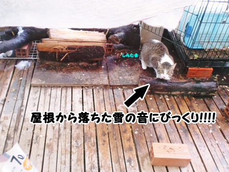 しらたま