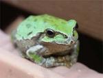 ピョンすけ