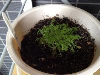 20120714110125.jpg