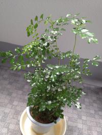 20120714110236.jpg