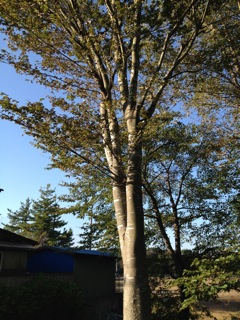 10月 秋の樹木