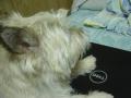 DSC02171.jpg