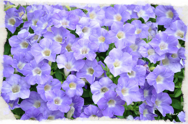 紫の花