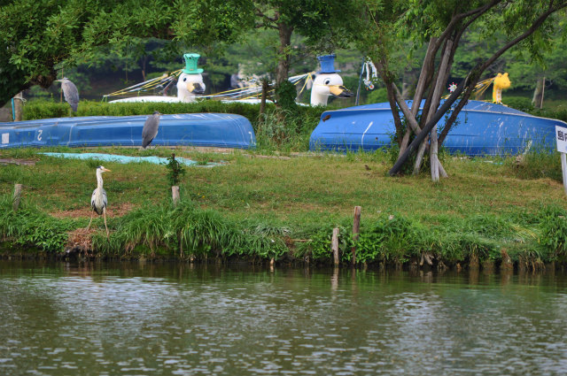 DSC_0016.jpg