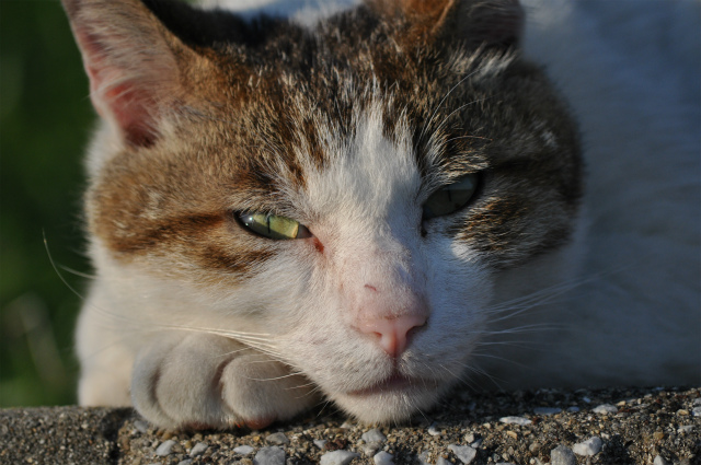 DSC_0799.jpg