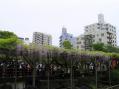 フジの花2012