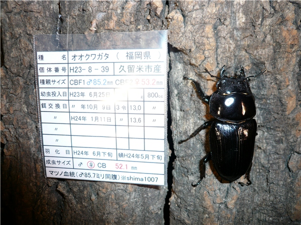 マツノ久留米 S054 ♀52.1㎜ 85.7㎜同腹