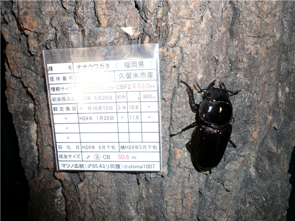 マツノ久留米 S055 ♀50.6㎜ 85.4㎜同腹