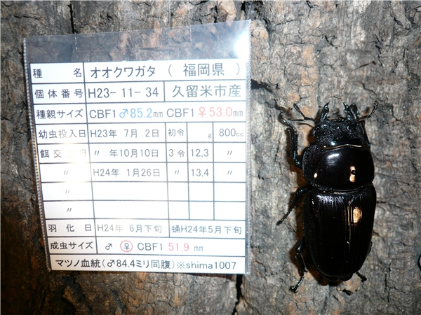 マツノ久留米 S057 ♀51.9㎜ 84.4㎜同腹