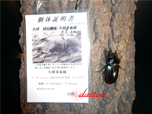 久留米 S060 ♀51.2㎜