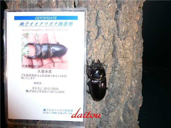 久留米 S061 ♀51.0㎜