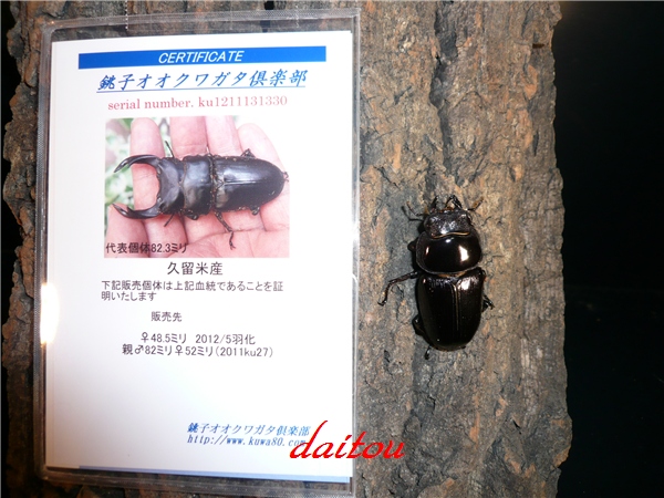 久留米 S062 ♀48.5㎜