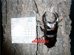 能勢YG S041 ♂81.9㎜ 85.1㎜同腹