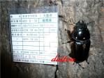 能勢YG S052 ♂51.5㎜ 84.5㎜同腹