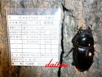能勢YG S067 ♀52.5㎜