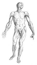 Andreas-Vesalius-5.jpg