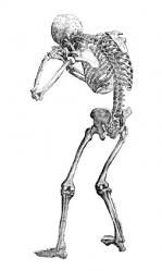 Andreas-Vesalius-7-.jpg