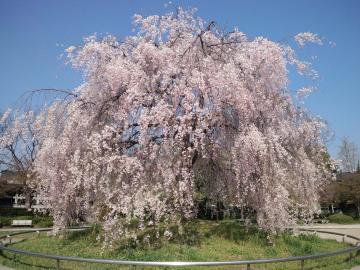 20120419-2.jpg