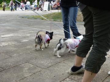 P1040689-1.jpg