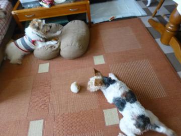 P1070442-1.jpg