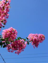 P1110228-1.jpg