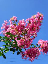 P1110230-1.jpg