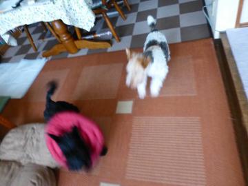 P1110829-1.jpg