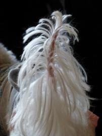 P1150540-1.jpg