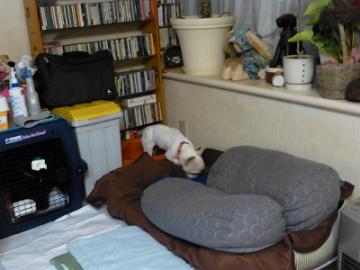 P1160775-1.jpg