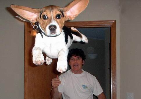beagledog.jpg