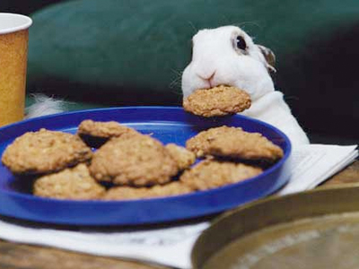 cookie-thief-steal-take-grab-sneak-rabbit-bunny.jpg