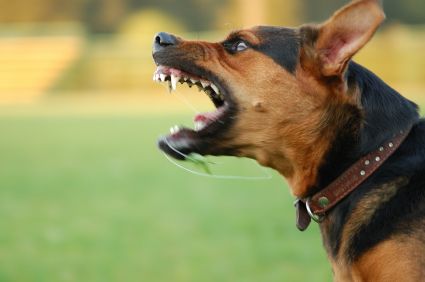 dog-barking.jpg