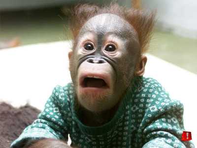 surprisedmonkey.jpg