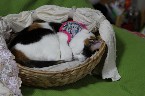 IMG_3309_20141118222604ba1.jpg
