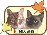 にほんブログ村 猫ブログ MIX茶猫へ