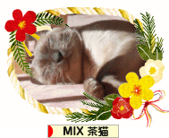 にほんブログ村 猫ブログ MIX茶猫へ