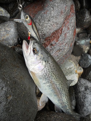 DSCN0129.jpg