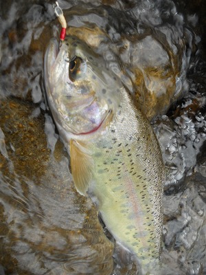 DSCN0175.jpg