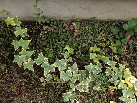 白妙菊子の 植物の記録写真 アイビーを有効活用する