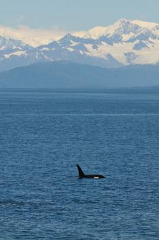 11AK_Glacier_Cruise_24.jpg