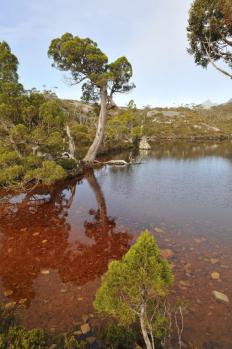 11Tasmania_40.jpg