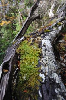 11Tasmania_43.jpg