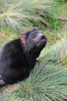 11Tasmanian_Devil_09.jpg